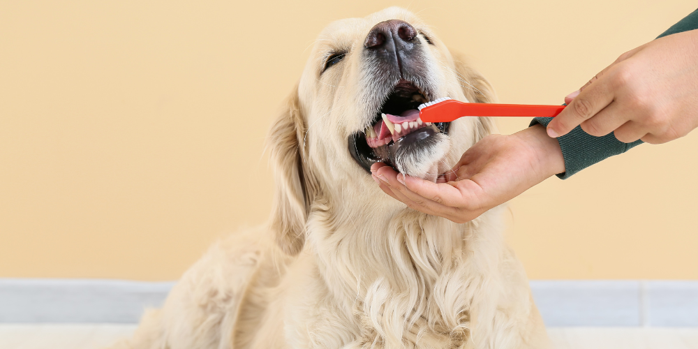 hundägare borstar tänder på hund
